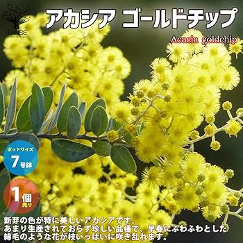 Amazon.co.jp: アカシア・ゴールドチップ 7号ポット【品種で